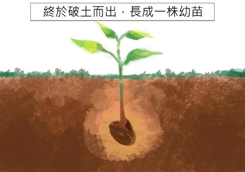 電子繪本-樹的一生