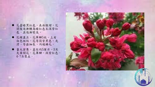 凱爾斯紫海棠