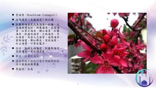 凱爾斯紫海棠