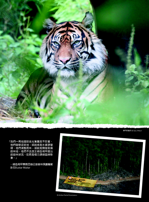 紙猛於虎報告書 紙猛於虎報告書