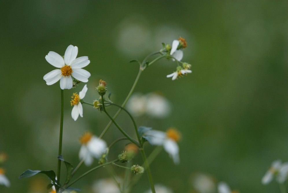 粉紅鸚嘴 粉紅鸚嘴