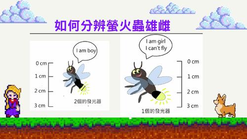 螢火蟲大揭密 螢火蟲大揭密