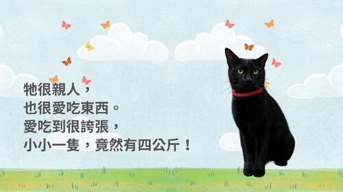 我們，遇到的一隻小黑貓0326