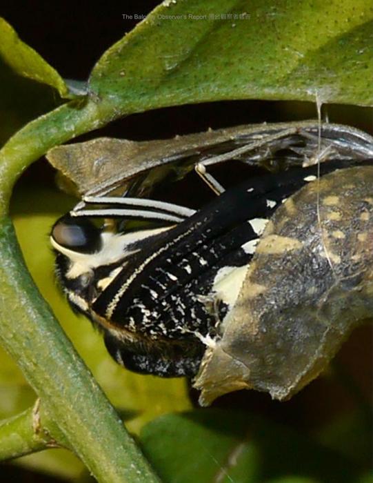 bor_tsao_vol_04s_20211129 bor_tsao_vol_04s_20211129