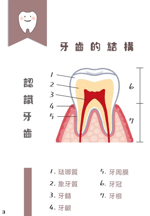 牙齒的構造