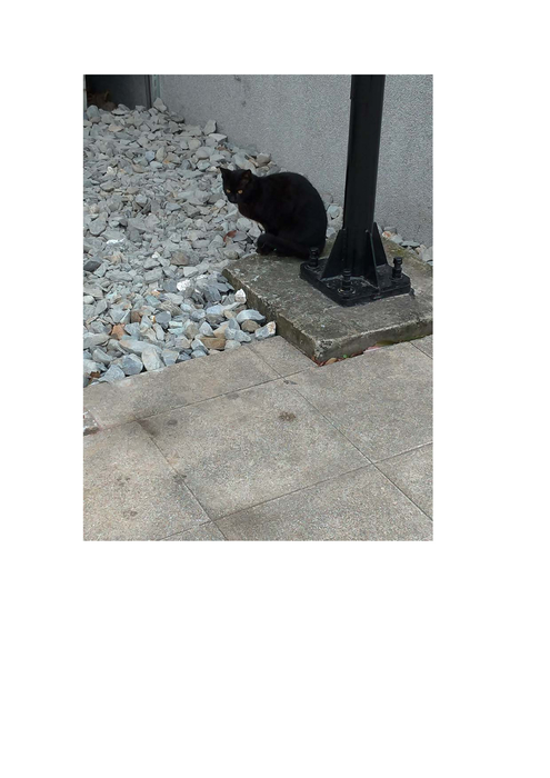火車站前的黑貓