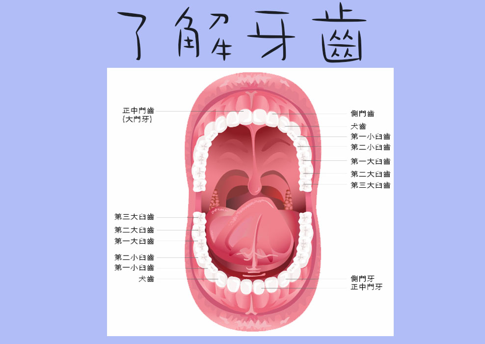 認識牙齒1 (1)